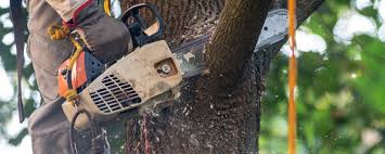 Best Commercial Tree Services  in Lovejoy, GA