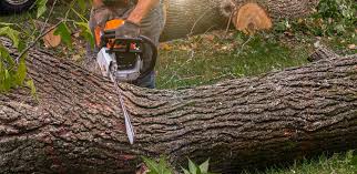 Professional Tree Services in Lovejoy, GA