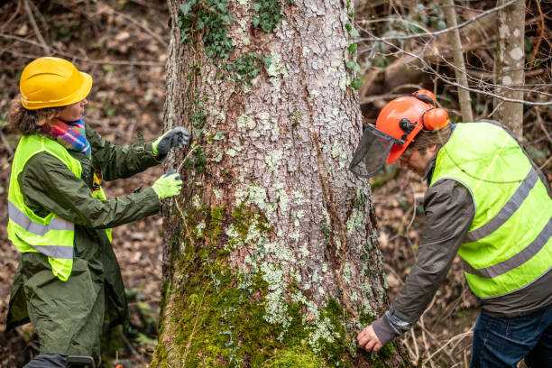  Lovejoy, GA Tree Services Pros