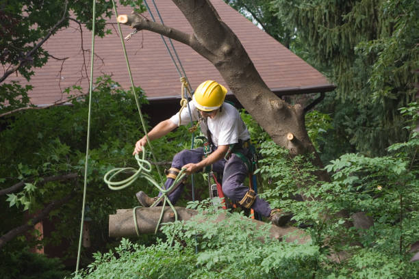 Best Tree Preservation Services  in Lovejoy, GA