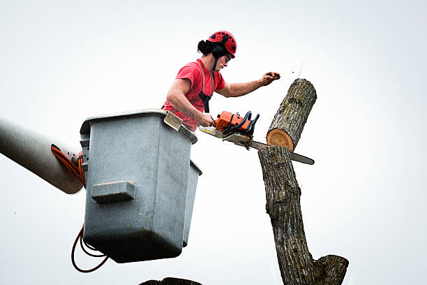 Best Tree Mulching  in Lovejoy, GA